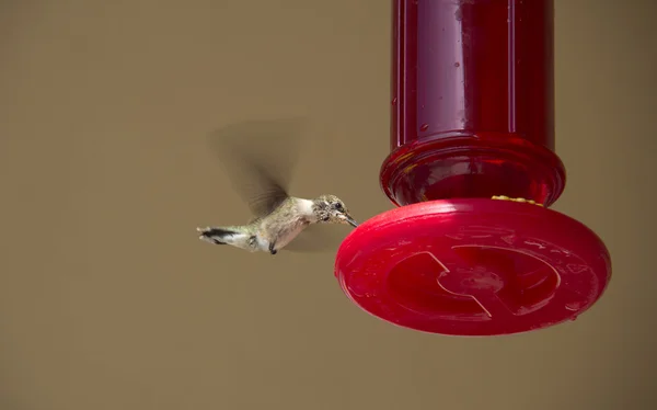 Kolibri am Futterhäuschen — Stockfoto