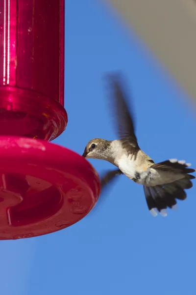 Hummingbird på feeder — Stockfoto