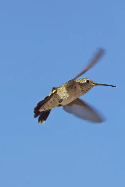 Repülő kolibri — Stock Fotó