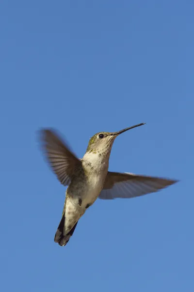 Beija-flor voador — Fotografia de Stock