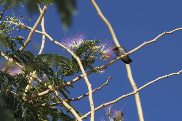 Hummingbird στην υποκατάστημα — Φωτογραφία Αρχείου