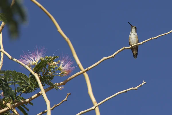 Колибри на ветке — стоковое фото