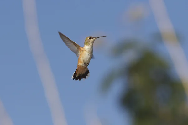 Flying Hummingbird — Stock Photo, Image