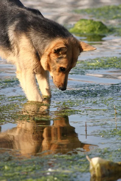 Pes hledá ve vodě — Stock fotografie
