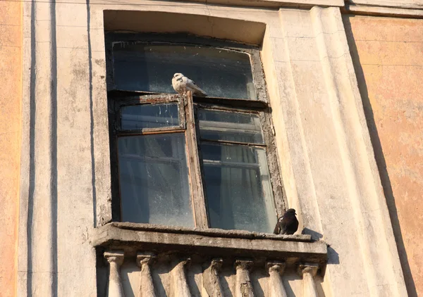 Vecchia finestra con due piccioni — Foto Stock