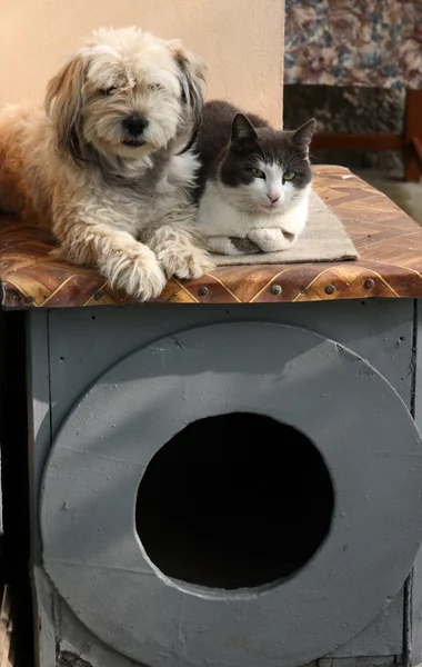 stock image Dog and cat together on a doghouse