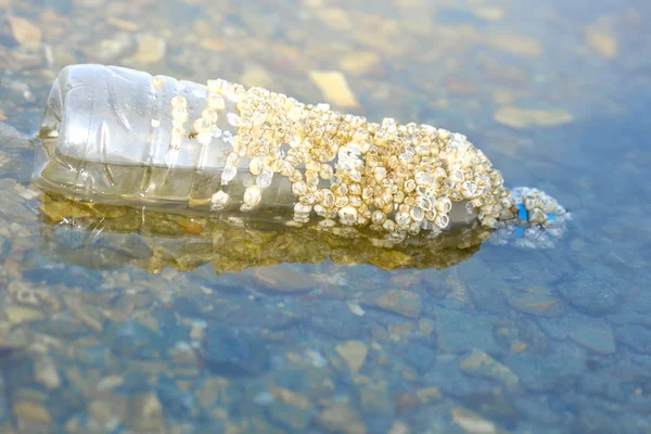Deniz, Edinsel cockleshells plastik şişe