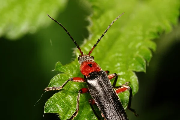 Foglio albero Bug (Cantharis fuscaon) — Foto Stock