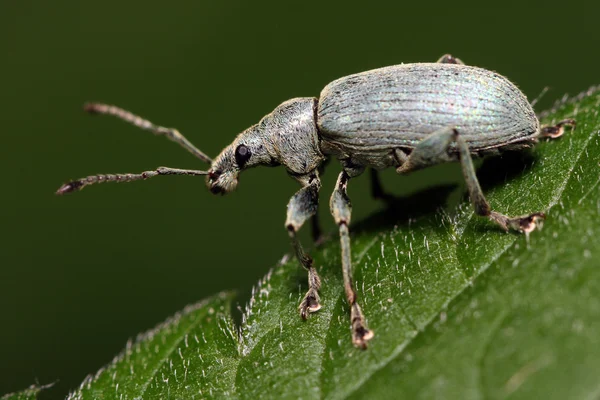 L'insetto (Sphenophorus striatopunctatus) seduto sul foglio. Macro — Foto Stock