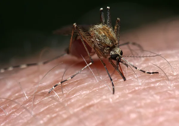 Die Mücke saugt Blut aus einer Hand (Makro) — Stockfoto