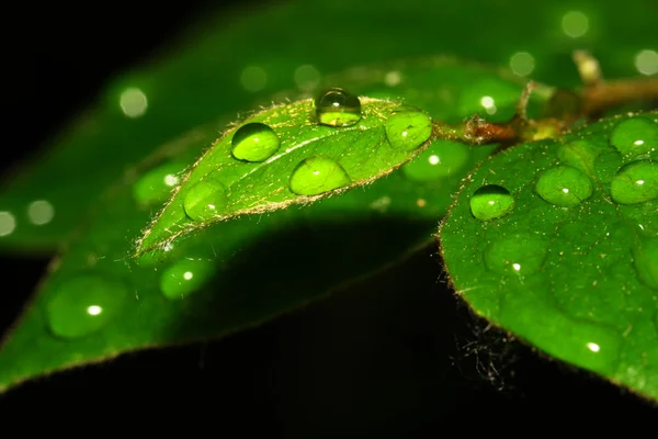 Güneş ışınları, yeşil yaprak üzerinde yağmur damlaları — Stok fotoğraf