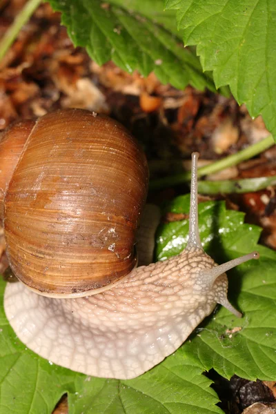 Snail on green sheet — Stock Photo, Image