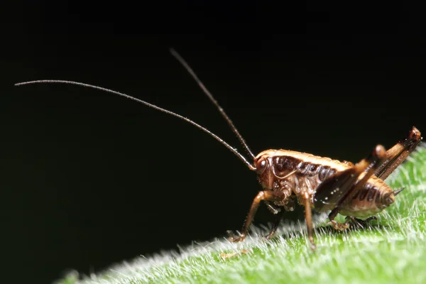 Insekt (gräshoppa) på nära håll — Stockfoto