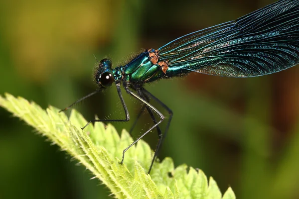 Modrá vážka na zeleném listu (makro) — Stock fotografie
