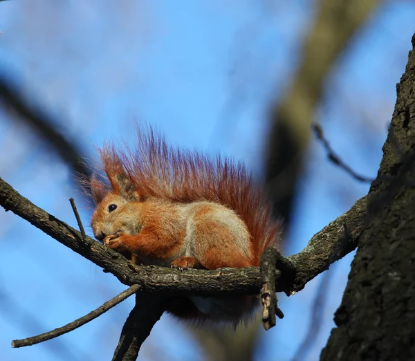 De eekhoorn zittend op een tak van een boom met een moer — Stockfoto