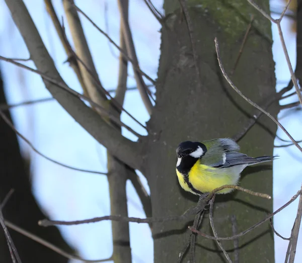 Pájaro con plumaje brillante en una rama de cerca —  Fotos de Stock
