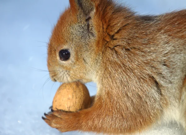 De eekhoorn knagen een walnoot in de winter — Stockfoto