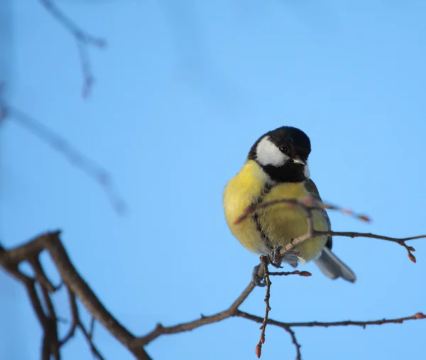 Bird with bright plumage on a tree branch — Stock Photo, Image