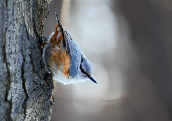 Piccolo uccello selvatico su un tronco d'albero — Foto Stock