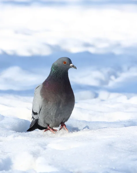 Kar üzerinde güvercin — Stok fotoğraf