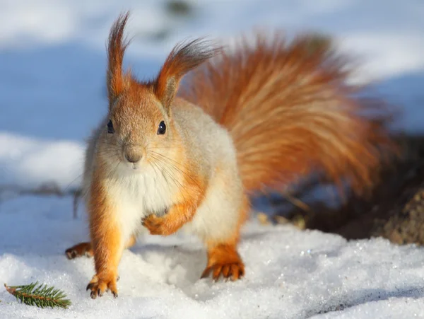 De eekhoorn zittend op sneeuw, close-up — Stockfoto