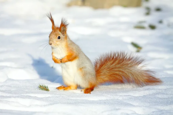 De eekhoorn zittend op sneeuw op terug pads voor een folder — Stockfoto