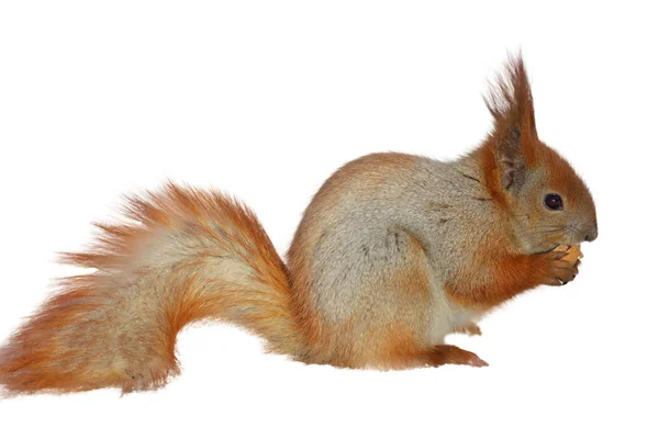 Hij squirrel eten een moer — Stockfoto