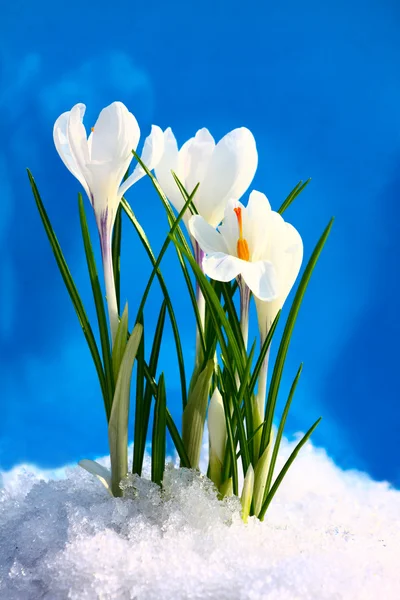 stock image Spring wood flower on a dark blue background with