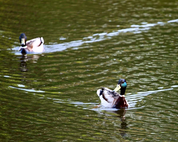 Dva kačeři plave na vodě — Stock fotografie