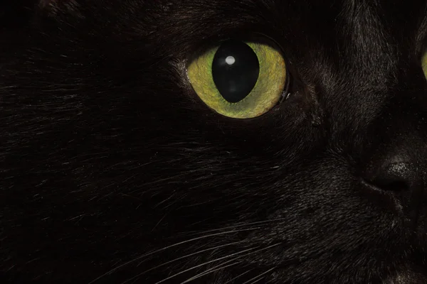 stock image Eye of a black cat close up