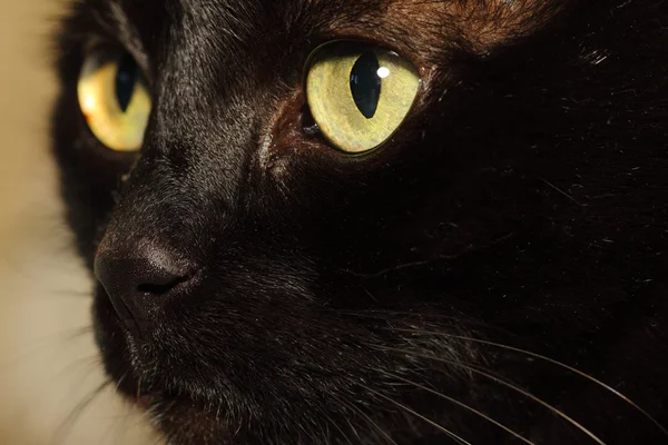 Bozal de un gato negro de cerca — Foto de Stock