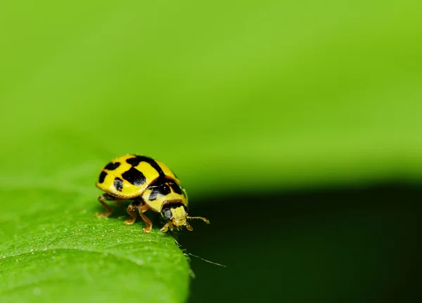 Κίτρινο φωτεινό bug σε φύλλο σε μεγάλο βαθμό — Φωτογραφία Αρχείου