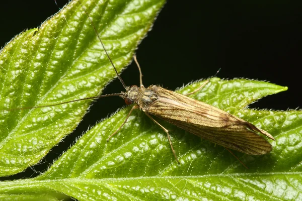 O inseto (mosca) senta-se na folha verde (macro ) — Fotografia de Stock