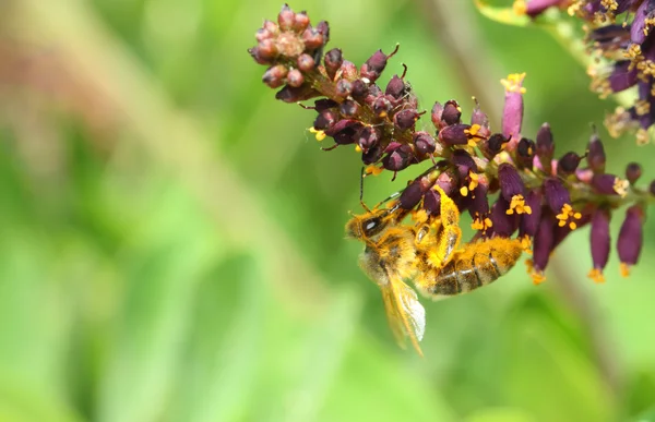 Abeille sur une fleur avec du pollen jaune — Photo