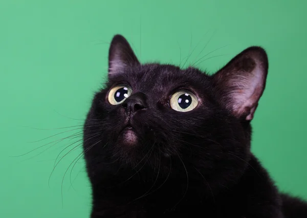 녹색 배경에 검은 고양이의 머리 스톡 사진