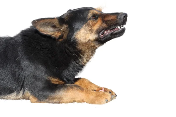 Cão rosnando com um pedaço de carne Fotos De Bancos De Imagens
