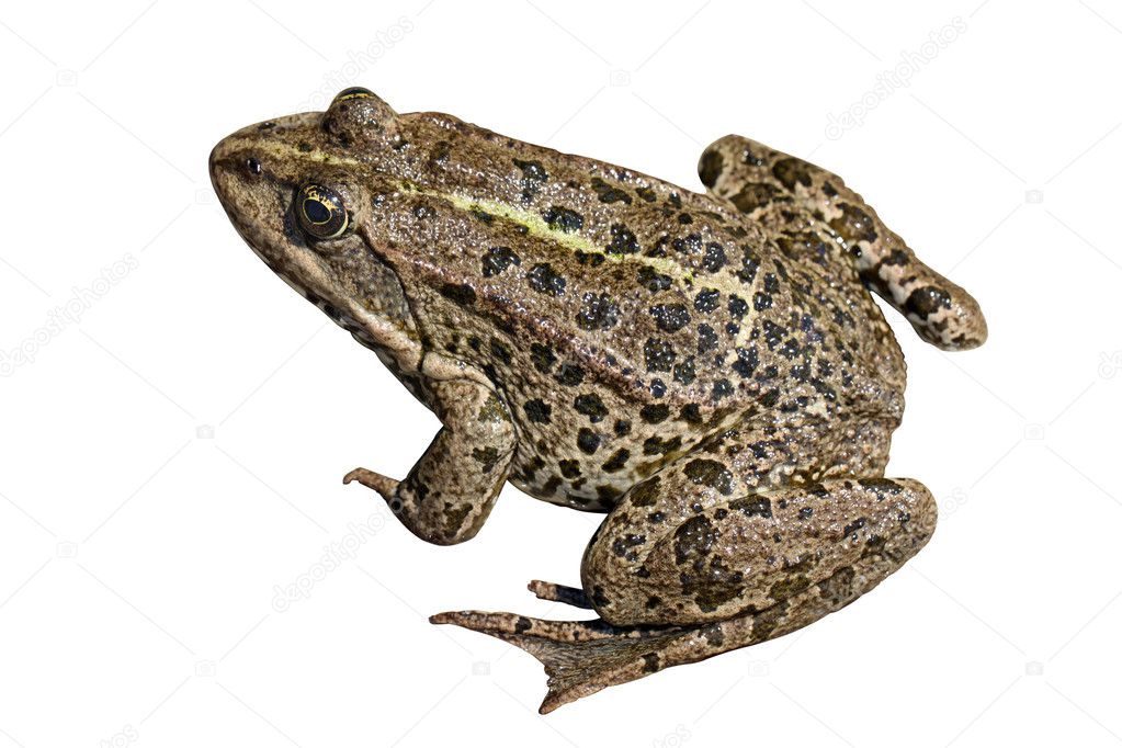 Frog on the isolated white background largely