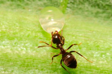 Red ant drinks water from a rain drop clipart