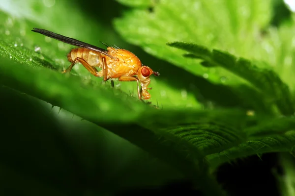 Fly (Drosophilidae) на зелёном листе. Макро — стоковое фото