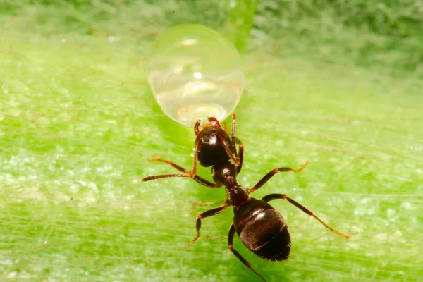 Hormiga roja bebe agua de una gota de lluvia — Foto de Stock
