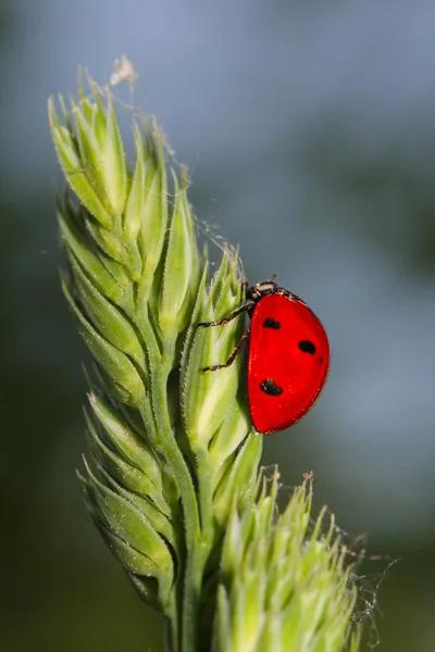 Ladybird est assis sur une tige de plante (Macro ) — Photo