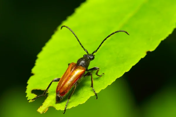 O inseto (bug) senta-se na folha verde — Fotografia de Stock
