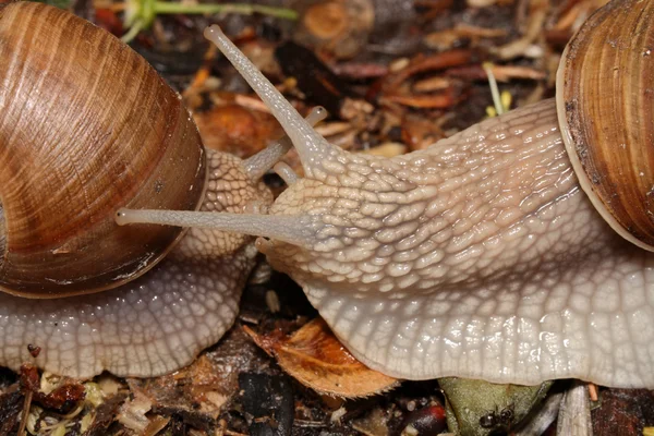 Two snails (macro) creep towards each other — Stock Photo, Image