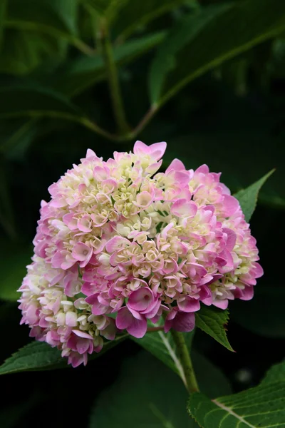 stock image Hydrangea flower against green leaf background