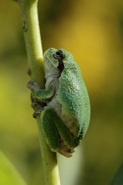 Green tree frog clinging to plant stalk — Stock Photo, Image