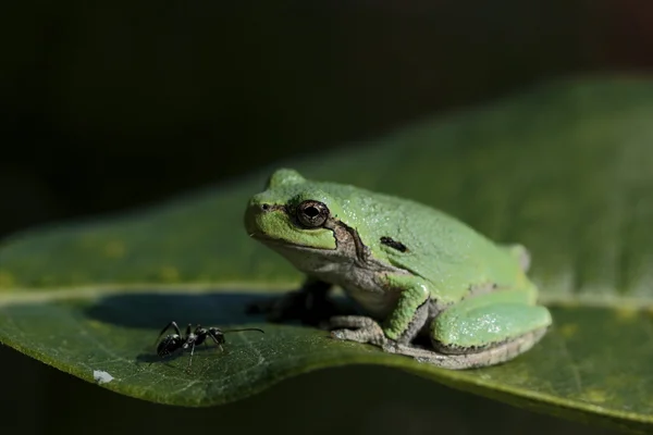 Sapo de árvore verde na folha olhando para sua próxima refeição, uma formiga — Fotografia de Stock