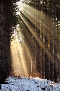 Sun rays shining through trees on a foggy morning clipart