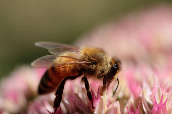 꿀벌 이 꽃가루를 모으는 모습 로열티 프리 스톡 이미지