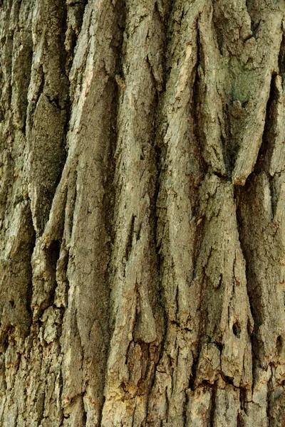 Візерунок кори дуба — стокове фото