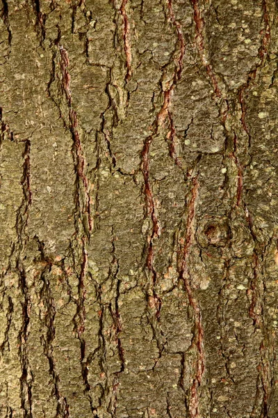 Red pine bark pattern — Stock Photo, Image